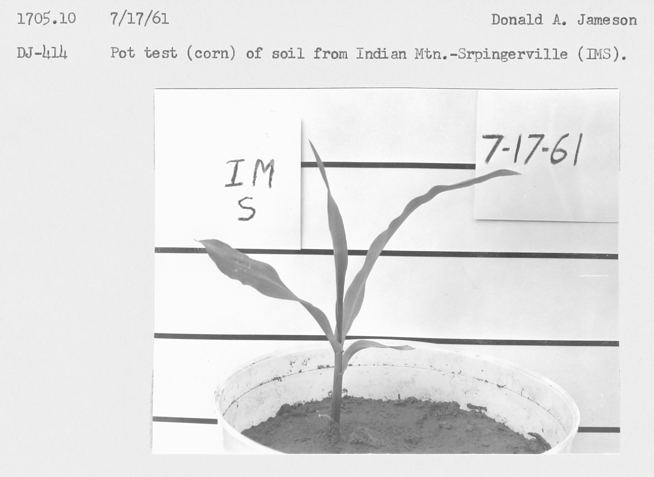 Pot test (corn) of soil from Indian Mt. Springerville (IMS).
