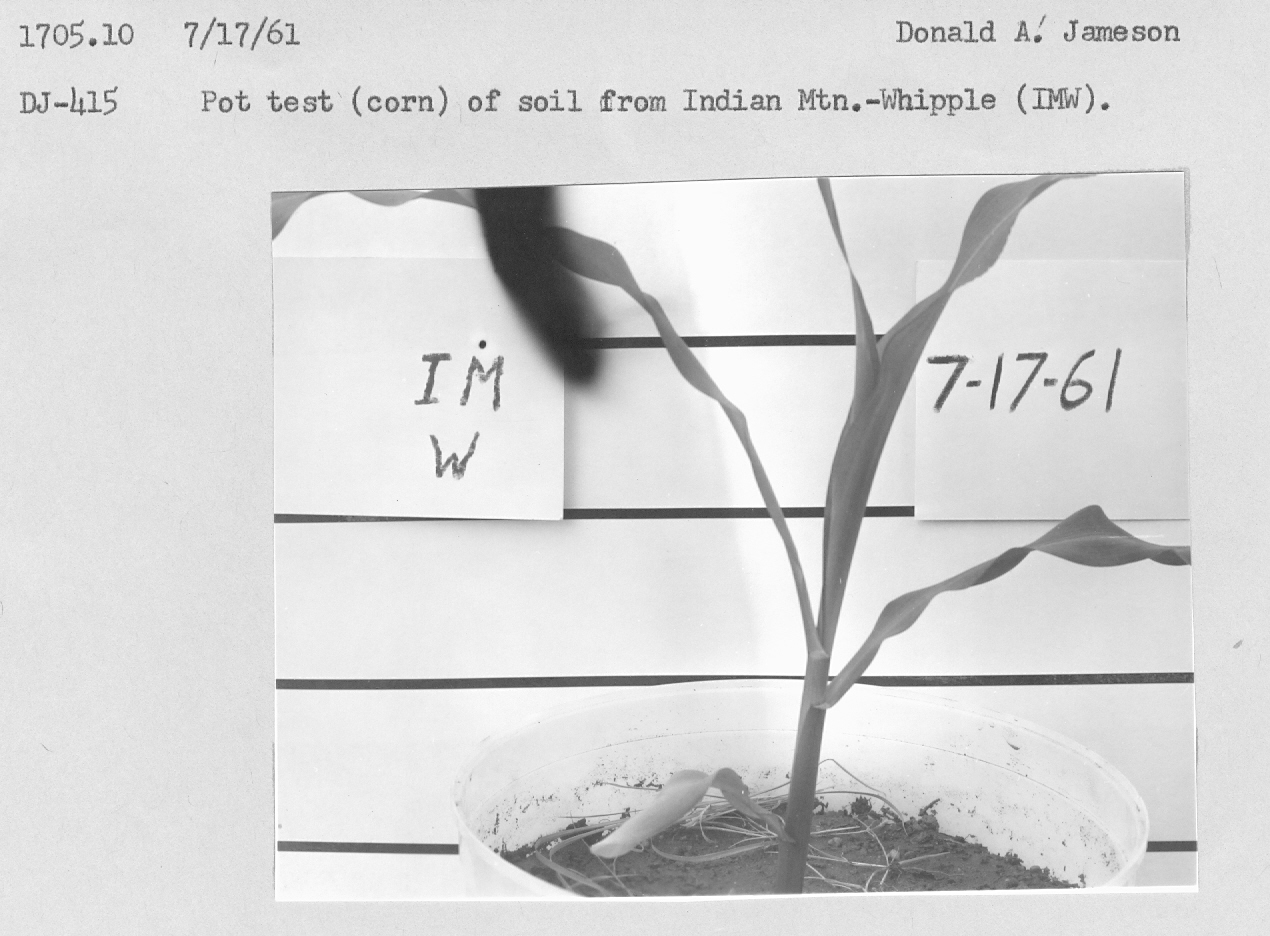 Pot test (corn) of soil from Indian Mt. Whipple (IMW).