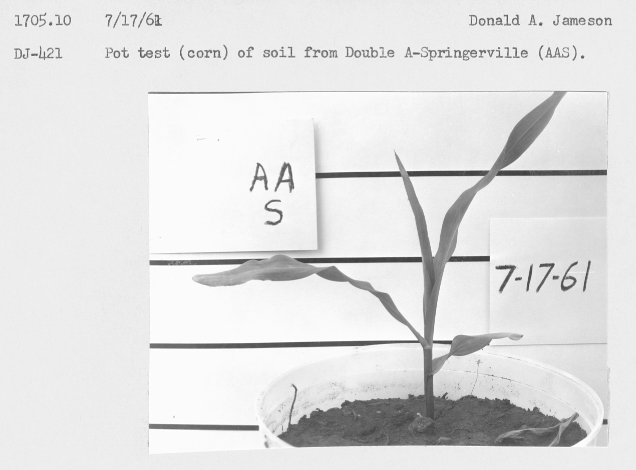 Pot test (corn) of soil from Double A Springerville (AAS).