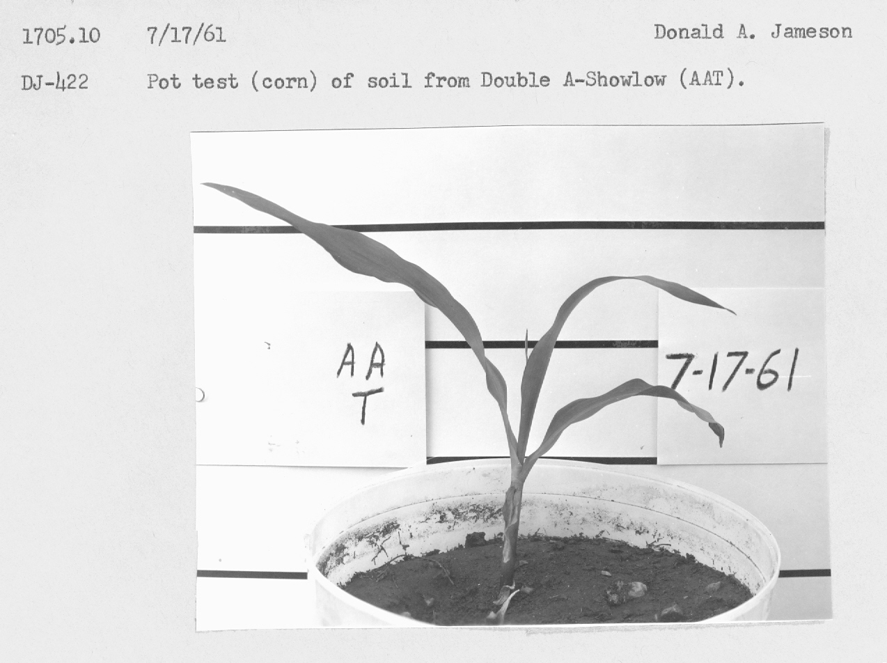 Pot test (corn) of soil from Double A Showlow (AAT).