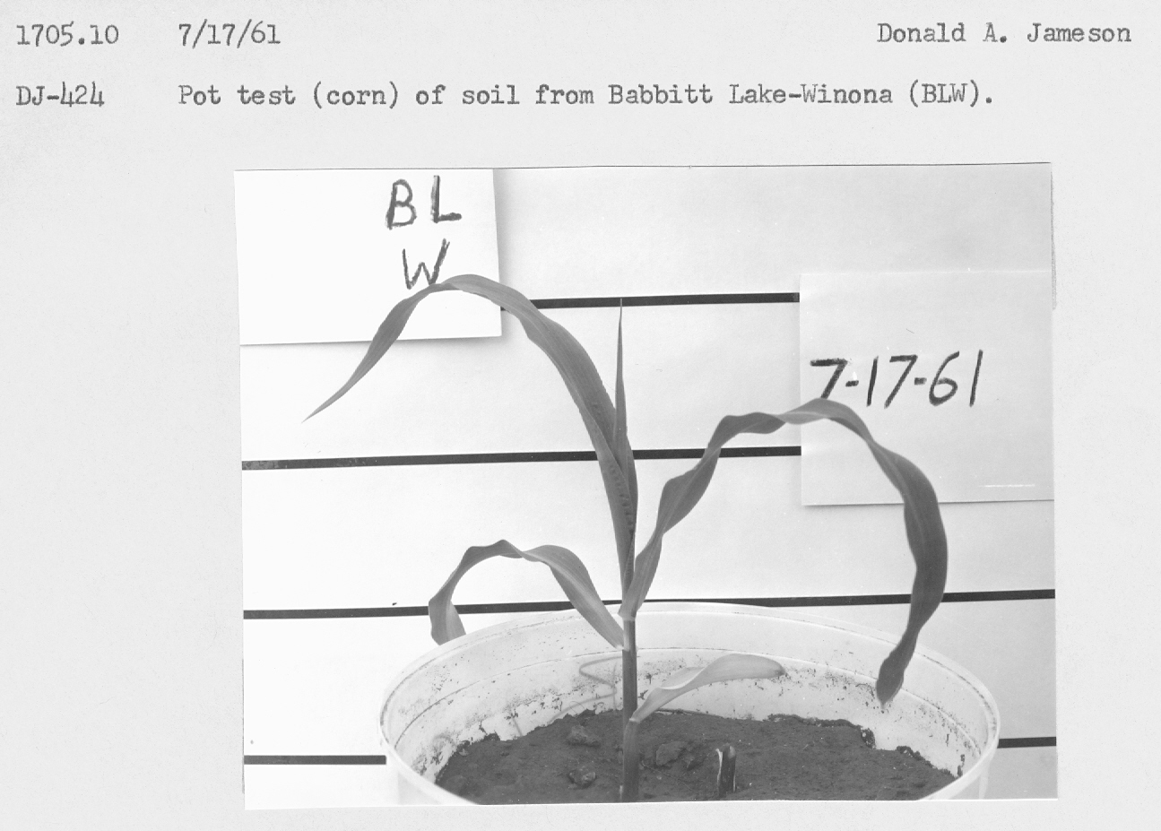 Pot test (corn) of soil from Babbit Lake Winona (BLW).