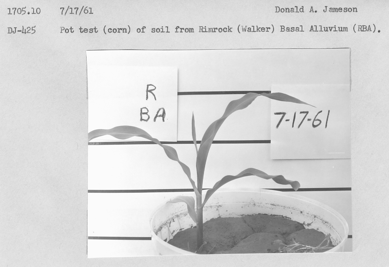 Pot test (corn) of soil 