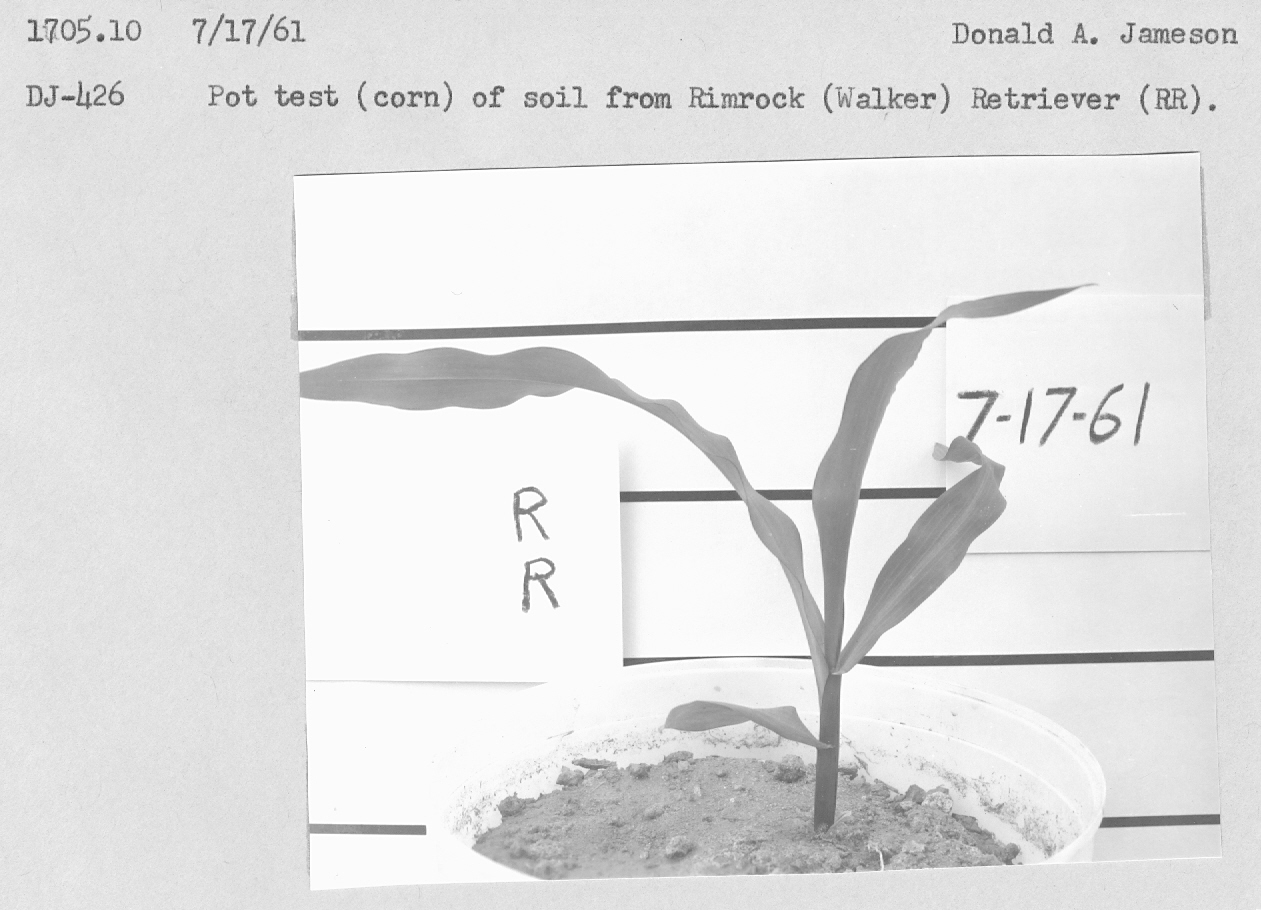 Pot test (corn) of soild from Rimrock (Walker) Retriever (RR). 