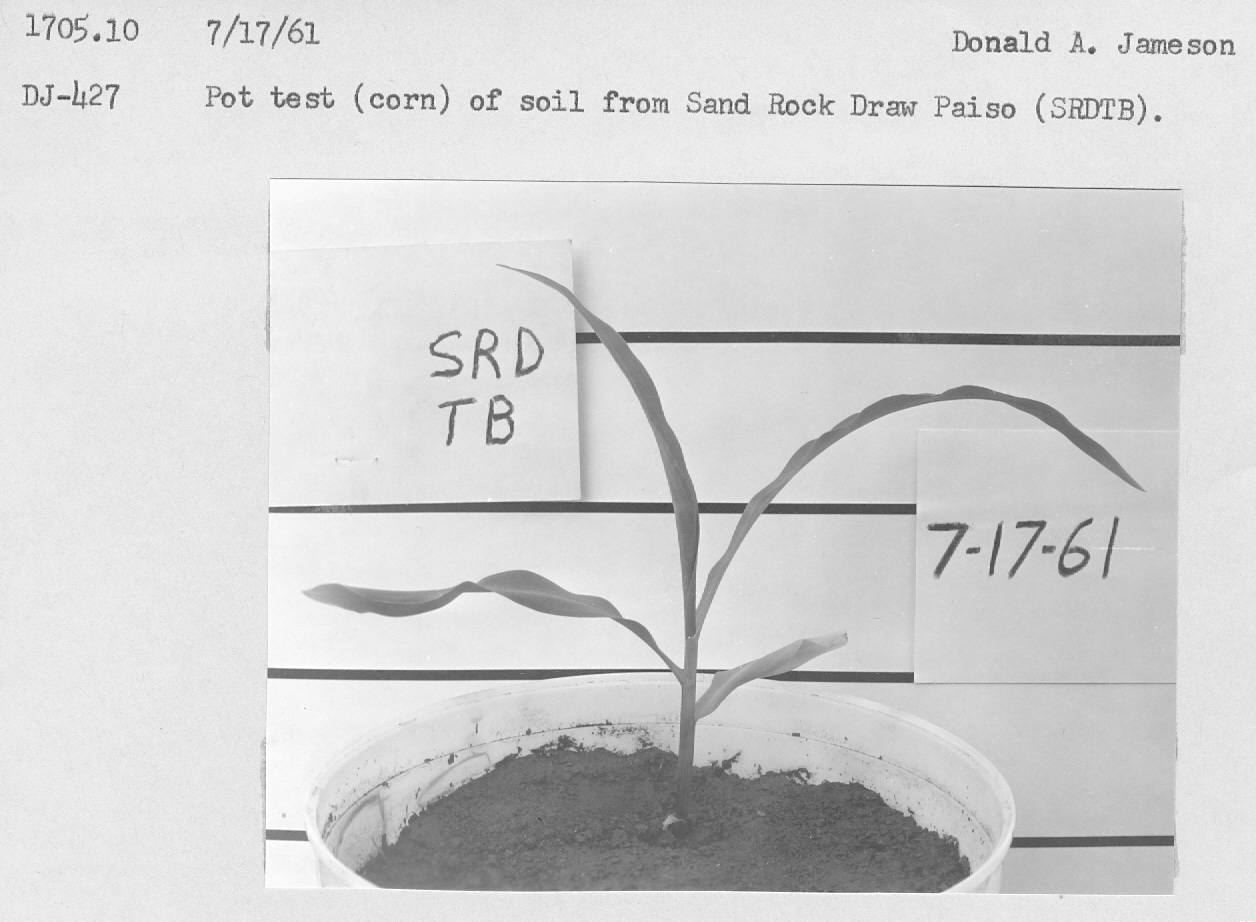 Pot test (corn) of soil 