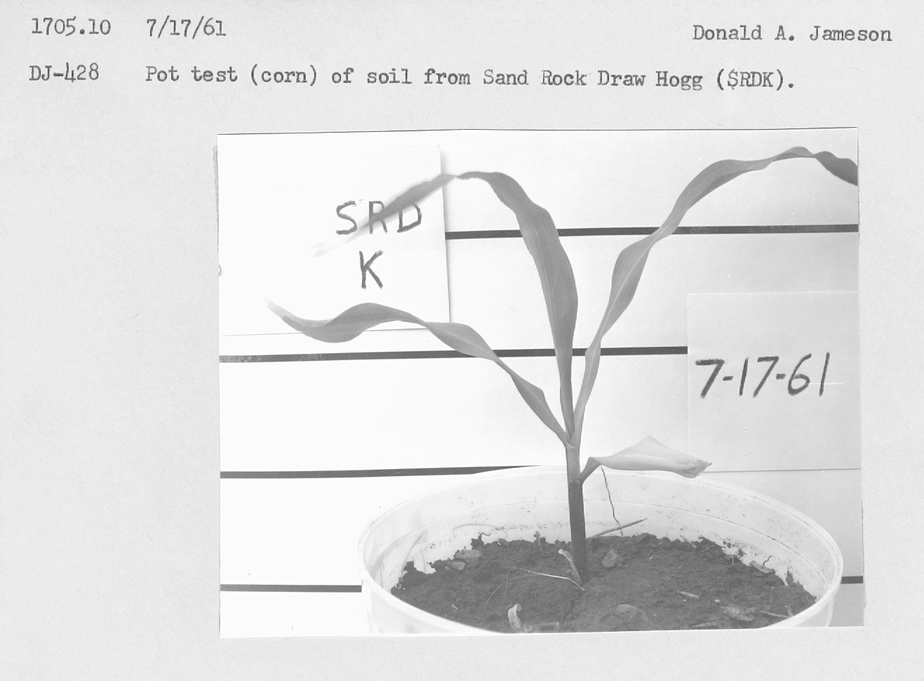 Pot test (corn) of soil from Sand Rock Draw Hogg (SRDK).