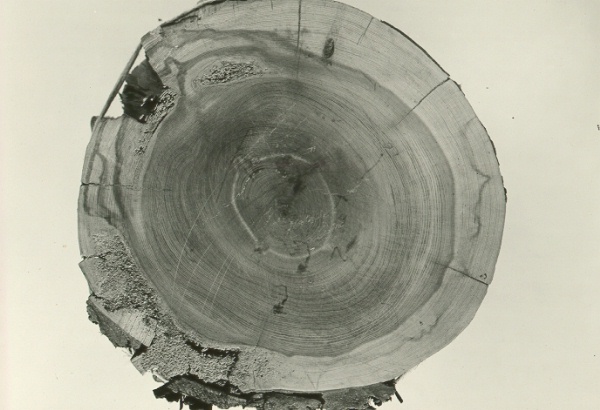 Heartwood and sapwood decay of Juniperus scopulorum (polished, cross section) caused by Fomes texanus