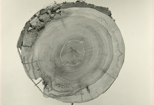 Heartwood and sapwood decay of Juniperus scopulorum (cross section) caused by Fomes texanus