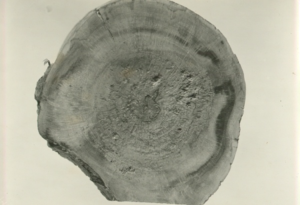 Decay of Acer negundo (polished, cross section) caused by Polyporus farlowii