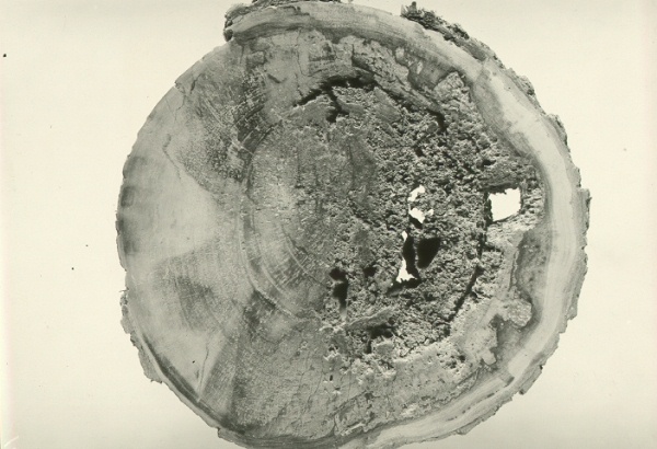 Decay of Acer negundo caused by Polyporus farlowii