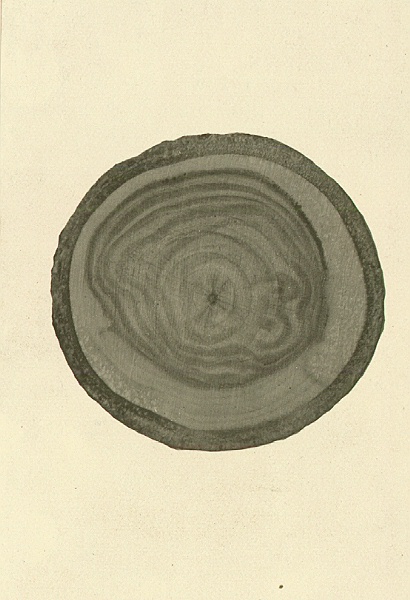 Stain of Populus tremuloides caused by Cytospora chrysosperma 