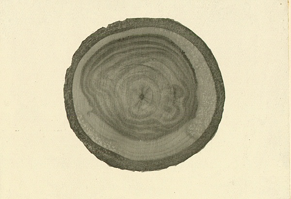 Stain of Populus tremuloides caused by Cytospora chrysosperma 