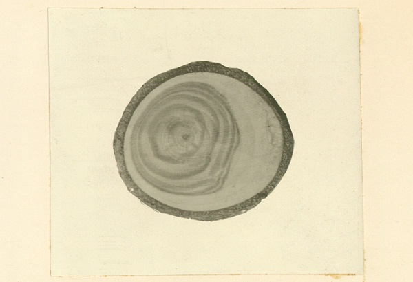 Stain of Populus tremuloides caused by Cytospora chrysosperma