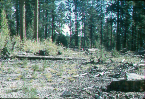 Ridgetop site cutover in 1953 under improvement selection