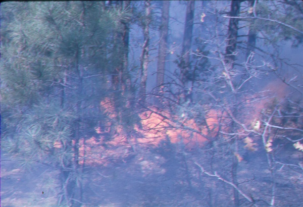 Size of fire ontained when there is an accumulation of downed material in the understory