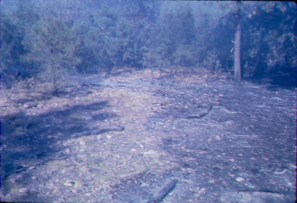 Effect of green herbaceous vegetation upon progress of a light ground fire