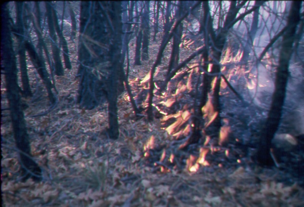Progress and size of a creeping ground fire in a reproduction thicket with heavy litter