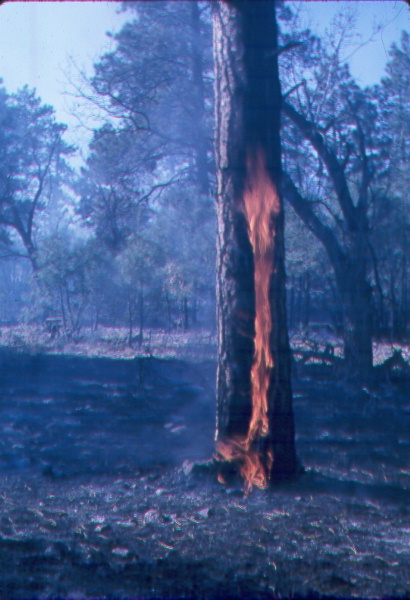 Old catface on a mature ponderosa pine that was reburned