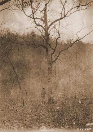 Caption reads:  "Typical white oak with defective broken top.  Rock Creek, Mena District, Ouachita National Forest, Arkansas."  Plate #2 in W.G. Wahlenberg, "Report on a trip for the tentative location of an experimental forest within the Ouachita National Forest, Arkansas."  Unpublished USFS report dated April 25, 1931, on file with SRS.