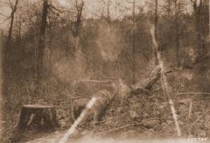 Caption reads:  "Low utilization of white oak for cooperage.  Note rot in the stump cut. The whole tree yield but one sound bolt.  Rock Creek, Mena District, Ouachita National Forest."  Plate #3 in W.G. Wahlenberg, "Report on a trip for the tentative location of an experimental forest within the Ouachita National Forest, Arkansas."  Unpublished USFS report dated April 25, 1931, on file with SRS.