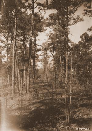 Caption reads:  "Young mature stand of shortleaf pine showing group character of stand, Rock Creek, Ouachita National Forest.  This picture illustrates a common condition on the Ouachita National Forest.  Here, in order to clarify the proper policy in marking trees for cutting, the trees must be studied individually and in relation to small groups rather than in stands.  The ordinary sample plot method is not well adapted to such a study."  Plate #10 in W.G. Wahlenberg, "Report on a trip for the tentative location of an experimental forest within the Ouachita National Forest, Arkansas."  Unpublished USFS report dated April 25, 1931, on file with SRS.