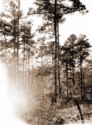 Caption reads:  "Stand of young mature shortleaf pine lightly cut over 10 to 12 years ago showing good reproduction.  Tree on the right 119 years old grew 0.6 inch in the last 10 years and 0.18 inch in the previous decade.  Tree in the center has 2.5  logs to 8-inch top.  Total height 55 feet, age 121 years, growth 1.55 inches in 10 years following cutting and 0.5 inch in the decade before cutting.  Rock Creek, Polk County, Ouachita National Forest, Arkansas.  This situation suggests the possibility of learning something of conditions under which accelerated growth may be expected after cutting by a study of old timber sale areas.  In few, if any, situations on the Ouachita National Forest are there any acute problems in securing adequate natural reproduction.  On the other hand, the problem of handling over-stocked stands of reproduction is becoming evident.  See plates 12, 20, and 21."  Plate #14 in W.G. Wahlenberg, "Report on a trip for the tentative location of an experimental forest within the Ouachita National Forest, Arkansas."  Unpublished USFS report dated April 25, 1931, on file with SRS.