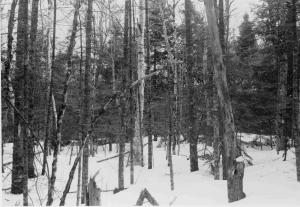 Pre cut, balsam fir, paper birch, red maple, beech, photo point #2 in MU23 on March 21 1955