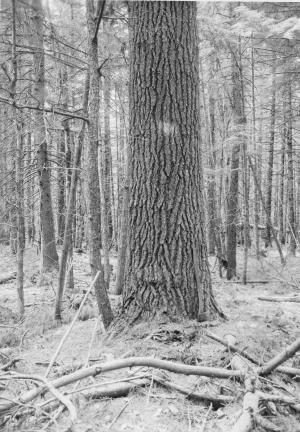 A 26-inch dbh eastern white pine marked for cutting, the largest pine to date on the Penobscot Experimental Forest, in MU24 on May 24 1955