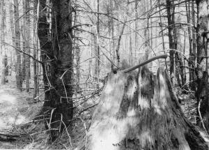 Old pine stump in what is now a dense even-aged stand of spruce and balsam fir, just northeast of Seymour tote road about 2 and one-half chains from boundary of MUs 23 and 24, in MU24 on May 24 1955
