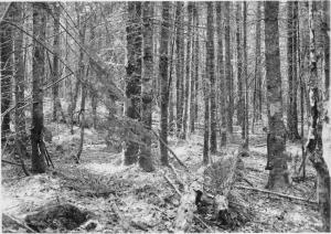 Dense pre-cut stand of 5-9 inch balsam fir, in MU 24 on May 24, 1955