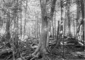 Northern white-cedar stand with red spruce and eastern hemlock, no regeneration, photo point #8 (20 feet from center of permanent sample plot 4/3) in MU32 on September 27, 1955