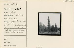 Old growth or over-mature white spruce near Tanacross. M. Mehl.
