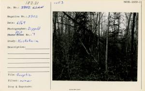 Plot 7. Wilson Lake area. Was once stocked with cottonwood up to 18". Killed by fire. White spruce and cottonwood coming in. Alder about 15' tall used on stereogram.