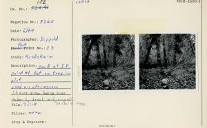 Plot #23. Pack at I.P. point #1, hat on tree in plot. Used on stereogram. Shows area being over taken by brush and going NC (so say K. Hegg). Photo point: Plot #23.