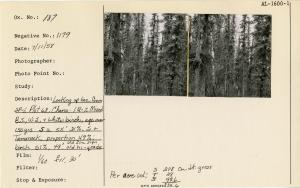 Looking up line from SP-1, Plot 68, Chena. 1R-7. Mixed B.S., W.S. & white birch, age over 150 yrs. S2 55' 31%. S & Tamarack proportion 49%; birch 51%, 49'. Old hi-grade. Old fire sign. [See image for per acre volumes.]