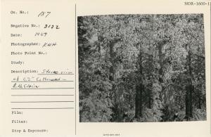 Stereo view of 62" cottonwood - Ruth Glacier.