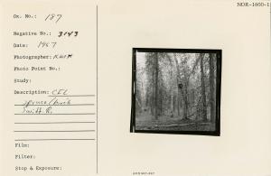 CIL spruce/birch, Swift R.
