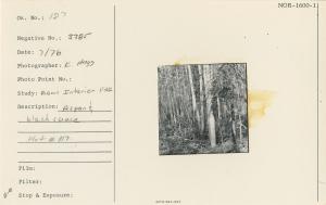 Aspen & black spruce Plot #117.