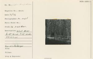 Plot #141 6-8" birch, 9-12" aspen, 50-60 yrs. Ken Winterberger.