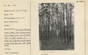 A 65-year-old quaking aspen stand. The dominants are 6 to 11 inches d.b.h. and 65 feet tall. A light surface fire killed all understory white spruce in 1947. Kenai Peninsula, 1950. Used as illustration, Fig. 8, Pg. 25 USDA Tech. Bull. 1133 March, 1956. Pl.