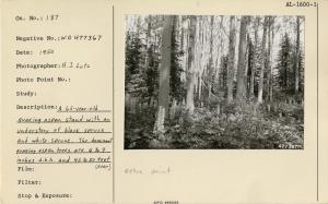 A 65-year-old quaking aspen stand with an understory of black spruce and white spruce. The dominants are 4 to 9 inches d.b.h. and 45 to 50 feet tall. The spruce trees in the understory are 2 to 4 inches d.b.h. and 25 to 30 feel tall. Arrows point to aspen.