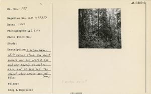 A balsam poplar-white spruce stand. The oldest poplars are 200 years of age and 30 inches d.b.h. and 75 feet tall. The oldest white spruce trees are over 105 years of age, 13 inches d.b.h. and 70 feet tall. On Matanuska River, near Palmer, 1951. Used as...