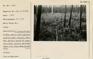 A 110-year-old stand of black spruce with occasional quaking aspen, burned in 1947. Note abundant growth of aspen root suckers around fire-killed aspen tree. Kenai Peninsula, 1950. Used as illustration, Fig. 11, pg. 35. USDA Tech Bull 1133, 1956.