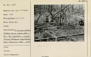 A 110-year-old stand of black spruce 3 years after a fire. The vegetation is largely fireweed (Epilobium angustifolium). Kenai Peninsula, 1950. Used as illustration, Fig. 9, pg 28. USDA Tech Bull 1133, 1956.