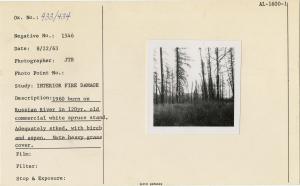 1960 burn on Russian River in 120 yr. old commercial white spruce stand. Adequately stocked. With birch and aspen. Note heavy grass cover.