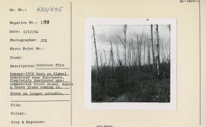 Interior Fire Damage, 1958 burn on Kimmel homestead near Fairbanks. Completely destroyed non-commercial birch stand. Aspen & heavy grass coming in. Trees no longer salvable.