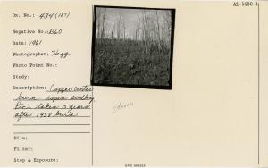 Copper Center burn, aspen seedling. Pic. taken 3 years after 1958 burn.