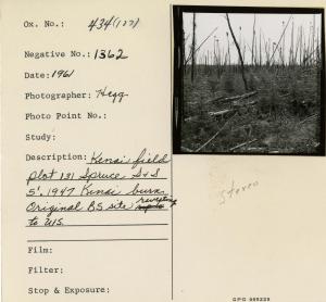 Kenai field plot 131 spruce S & S 5'. 1947 Kenai burn. Original BS site reverting to WS.
