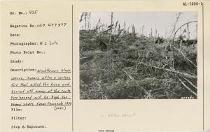 Windthrown black spruce. 3 years after a surface fire that killed the trees and burned off many of the roots. Fire hazard will be high for many years. Kenai Peninsula, 1950. Used as illustration, Fig. 6, pg. 22 USDA Tech. Bull No. 1133, March, 1956.