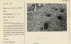 Accumulation of cone scales around the base of an 18-inch d.b.h. white spruce is the result of squirrel activity. The debris favors deep burning at the bases of trees. Used as illustration, Fig. 5, Pg. 19, USDA Tech Bull 1133, 1956.