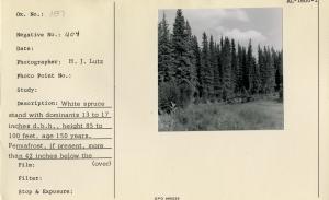 White spruce stand with dominats 13 to 17 inches d.b.h., height 85 to 100 feet, age 150 years. Permafrost, if present, more than 42 inches below the surface. Adjacent to O'Brien Creek, about 12 miles above its junction with the Fortymile River.